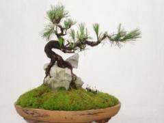 附石盆景的制作方法有哪3种