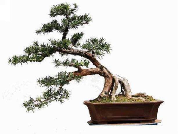 阜阳受徽派盆景的影响大,民间赏玩的人多