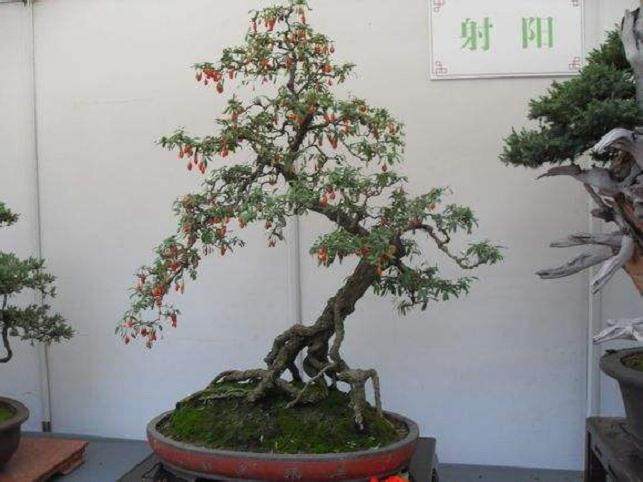 如何通过修剪制成不同风格的枸杞盆景?