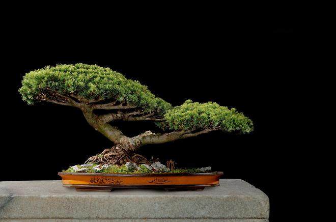 怎么制作以根代干式盆景的方法 图片