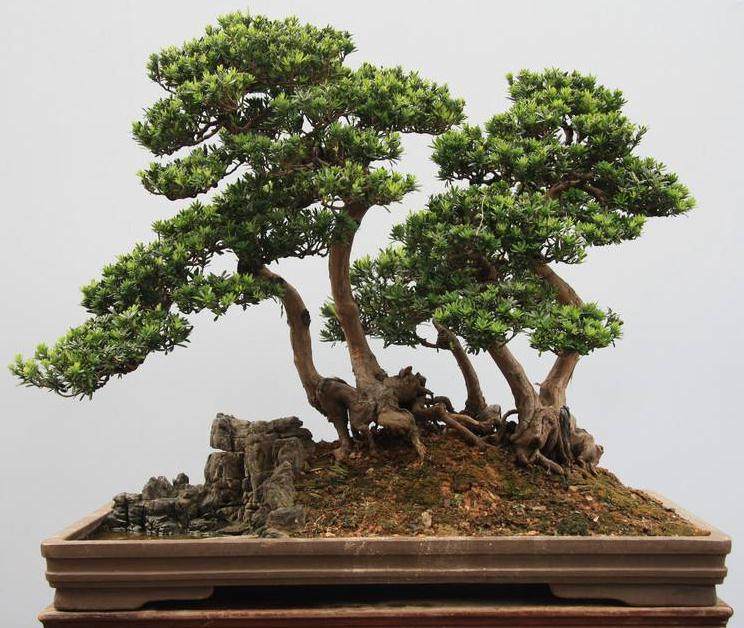 北海盆景协会成立于1988年 现有会员80多人