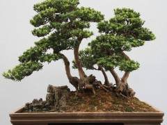 北海罗汉松盆景协会成立于1988年 现有80多人