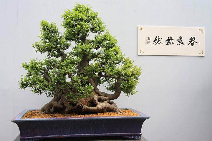 访福建省东山岛盆景艺术家--沈福加