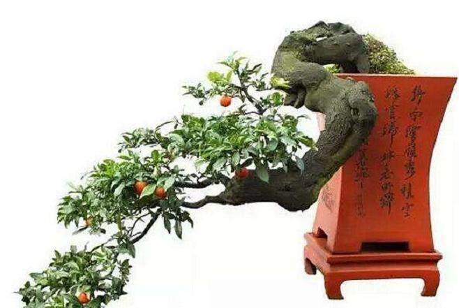 深圳盆景租赁业“钱景”看好