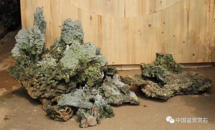 图解 刘传刚怎么制作雨林式盆景的25个全程