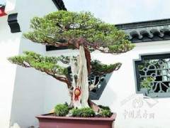 如皋召开了花木盆景生产誓师动员大会