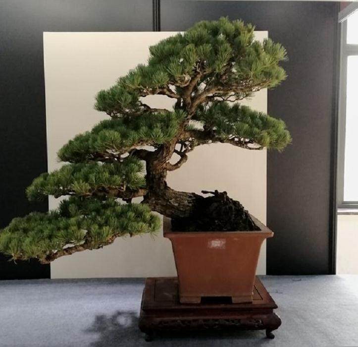 《关于进一步加快如皋花木盆景产业发展的意见》