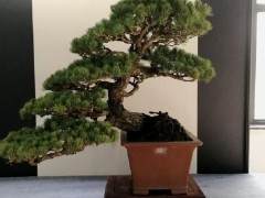 《关于进一步加快如皋花木盆景产业发展的意见》