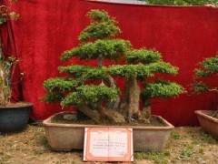 挖掘荆条树桩盆景在春季萌芽前进行最好