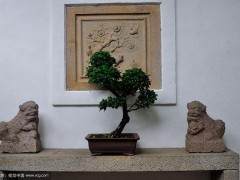 北京盆景艺术研究会常务副会长  石万钦