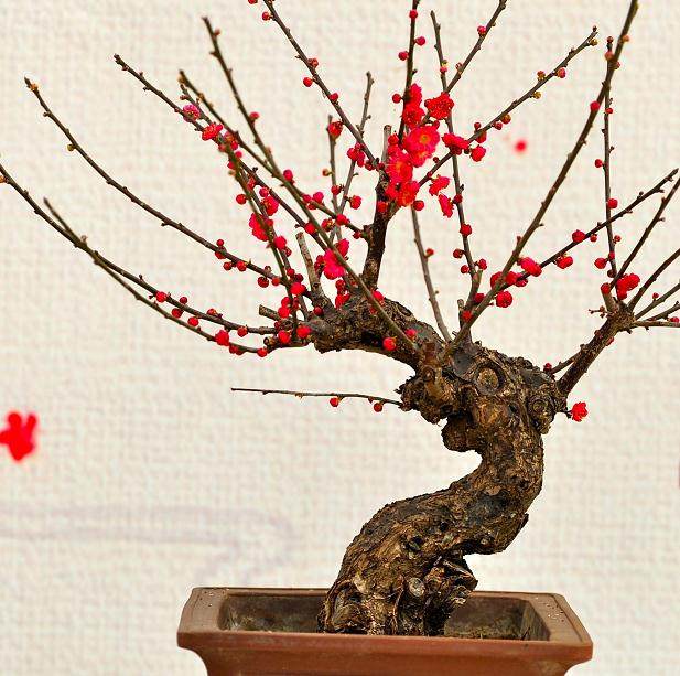 莱州高档盆景梅花市场每盆价位100元
