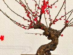 莱州高档盆景梅花市场每盆价位100元