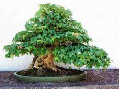 日本的庭院盆景更是在欧美国家也很受欢迎