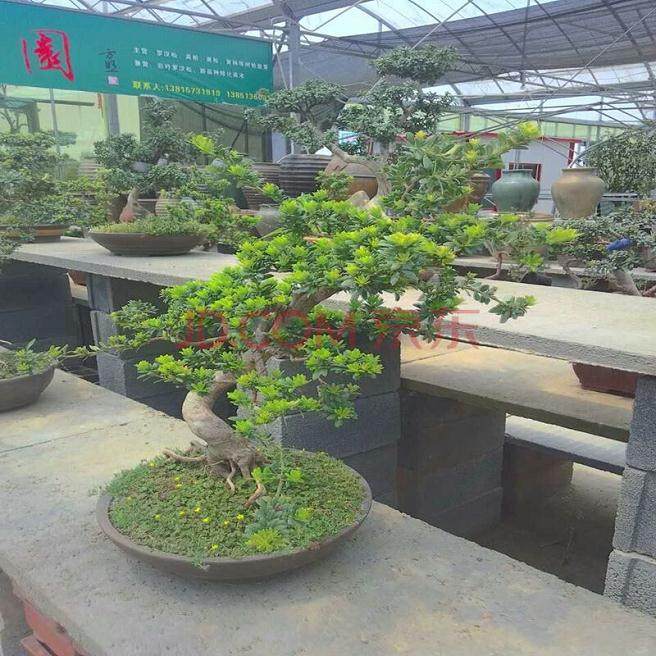 《中国盆景文化史》的作者--李树华