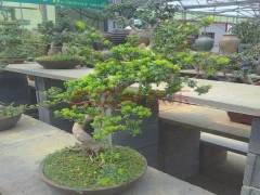 《中国盆景文化史》的作者李树华