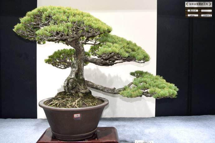 笔者觉得为盆景作品设立一个原创奖