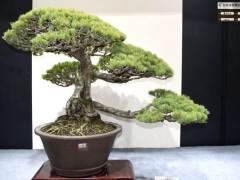 笔者觉得为盆景作品设立一个原创奖