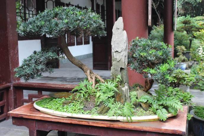成都市第十五届盆景展在杜甫草堂成功举办