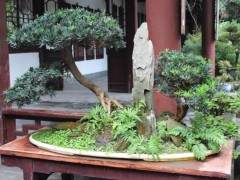 成都市第十五届盆景展在杜甫草堂成功举办