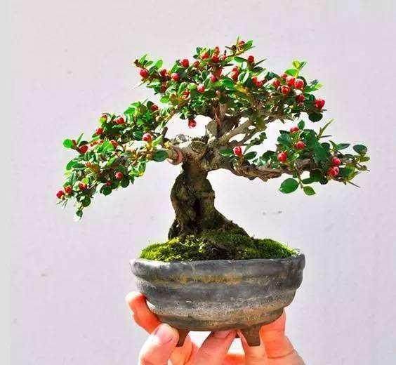 平枝枸子进行盆景扦插最好