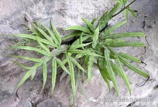 如何制作井栏草盆景?