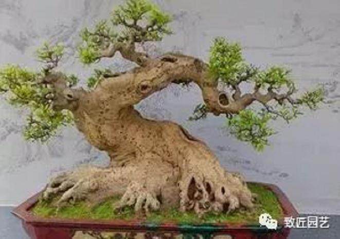 盆景美学谈&mdash;&mdash;形与神