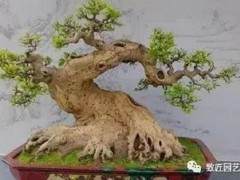 盆景美学谈-形与神