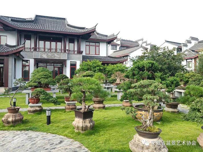 安徽省第四届盆景艺术精品展通知