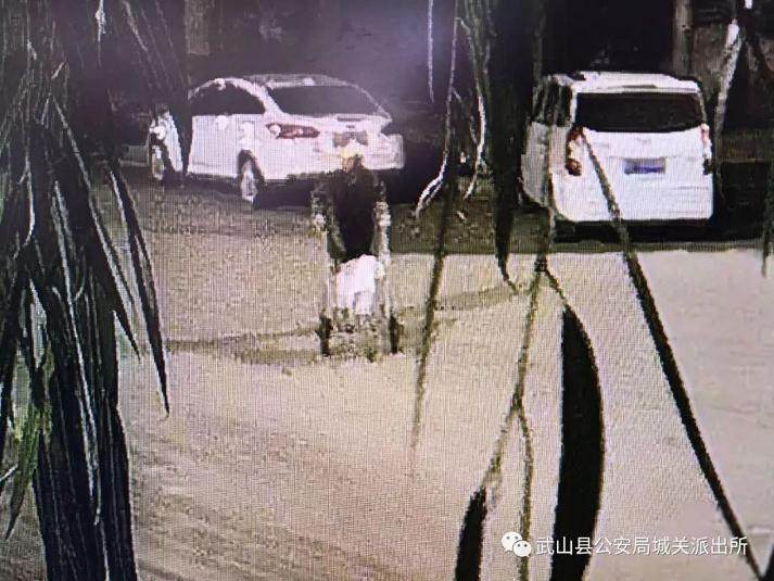 武山县城偷盆景的家伙 警察喊你来报到!