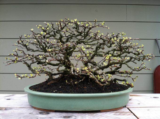 如何制作长寿梅盆景?