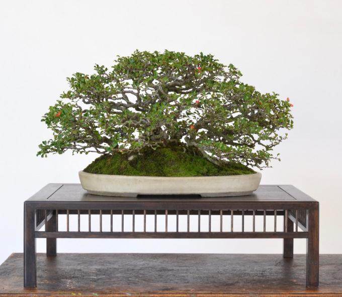 如何制作长寿梅盆景?