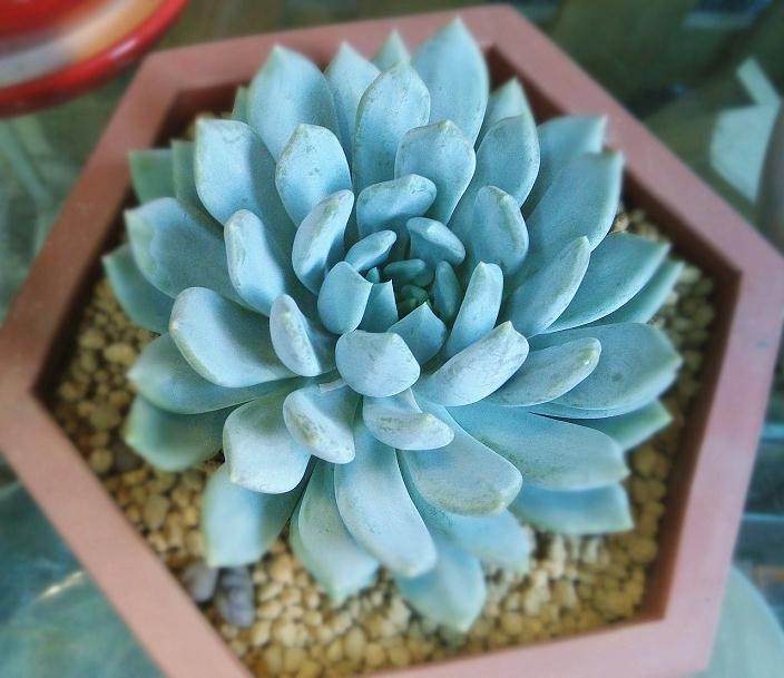 多肉植物的原生境地多为干旱地区