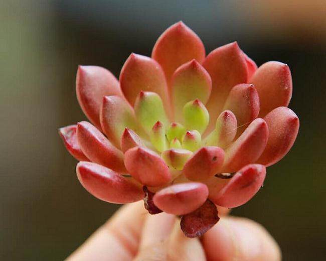 如何测试基质对多肉植物生长的影响？