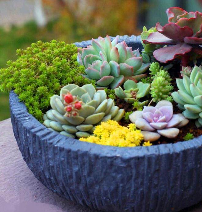 不同配比基质对多肉植物株高的影响