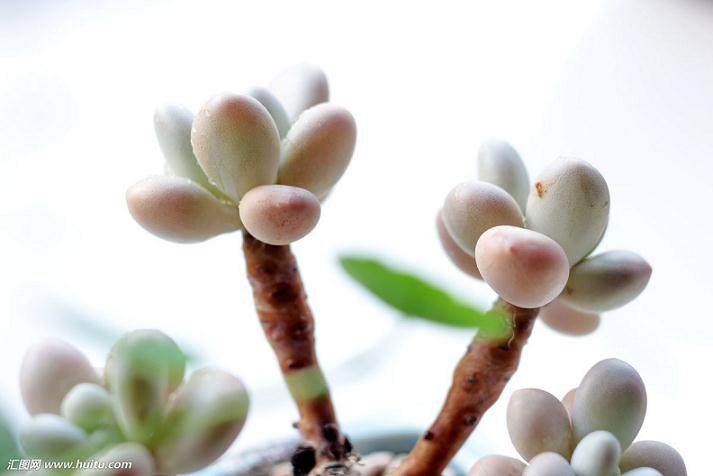 多肉植物的栽培基质必须是疏松透气 排水良好