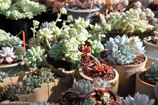 研究3种不同栽培基质对景天科多肉的影响