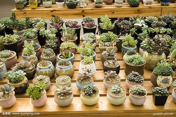 不同多肉栽培基质理化性质由表