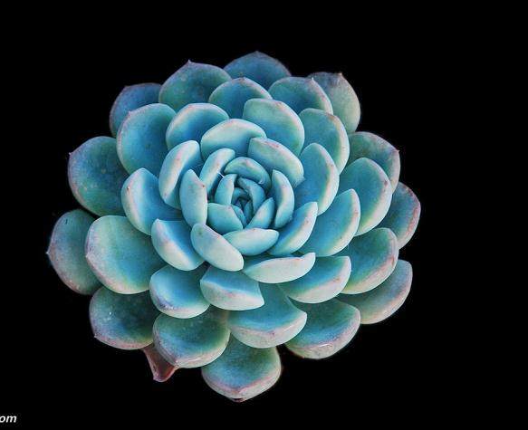 多肉植物吸收甲醛的效果实验