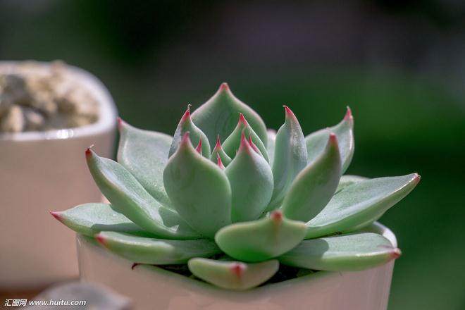 5种多肉植物对甲醛吸皎能力的比较