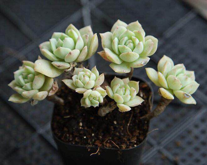 2016北京多肉植物艺术展在小汤山拉开序幕