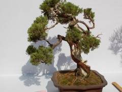 2017北京盆景大赛颁奖仪式在世纪园艺中心举办