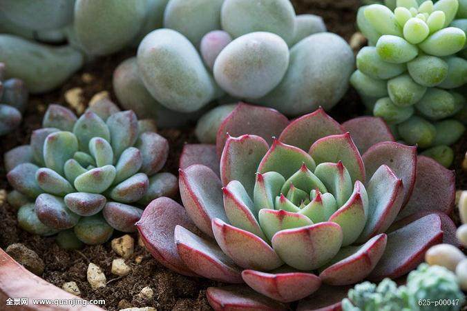 今年的多肉市场上 云南货不仅价格高 而且非常抢手