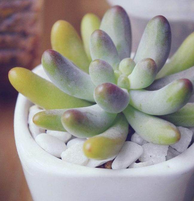 云南有望在 3 ~ 5 年内成为国内多肉植物重要产区