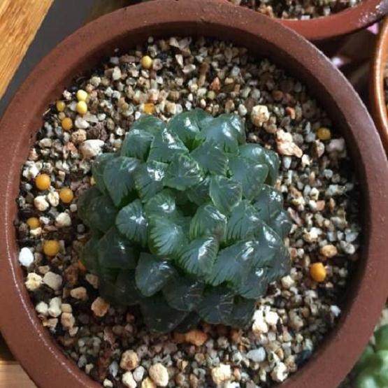 多肉商家过多追求短期利益 不愿加大规范化