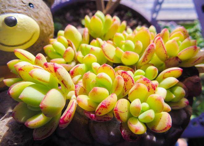 如何防治景天科多肉植物的病虫害?