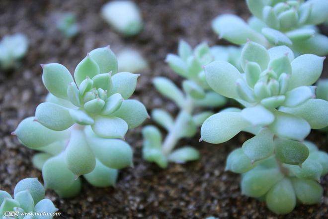 多肉植物的分株、扦插和播种