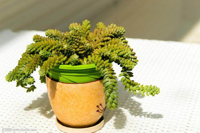 多肉植物的分株、扦插和播种