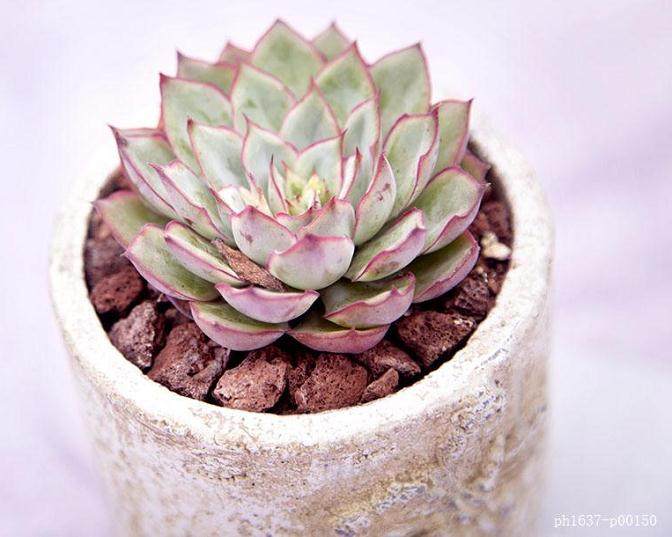 多肉植物蒂亚定制栽培与色彩变化的研究