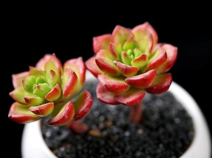 光照是蒂亚多肉色彩变化主导因素