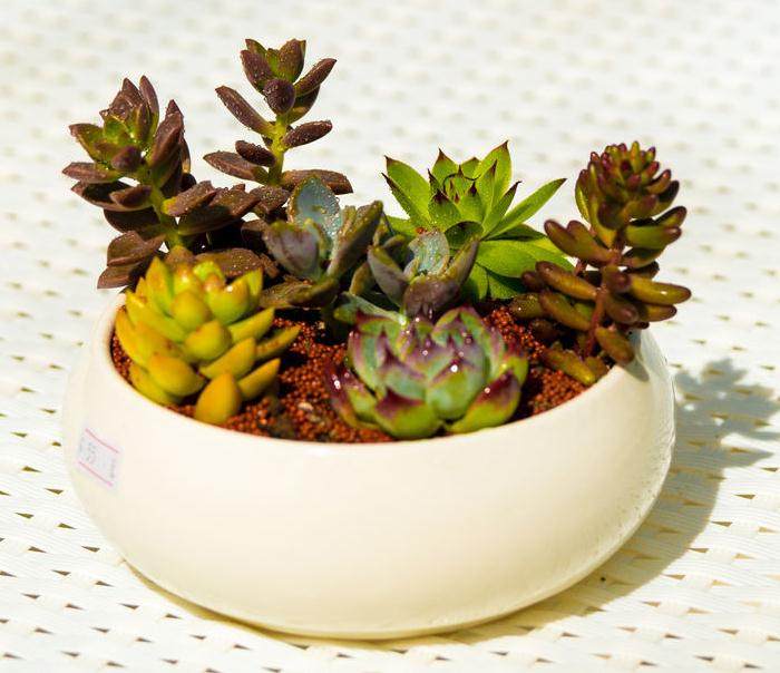 常见的多肉植物的植料有哪些?